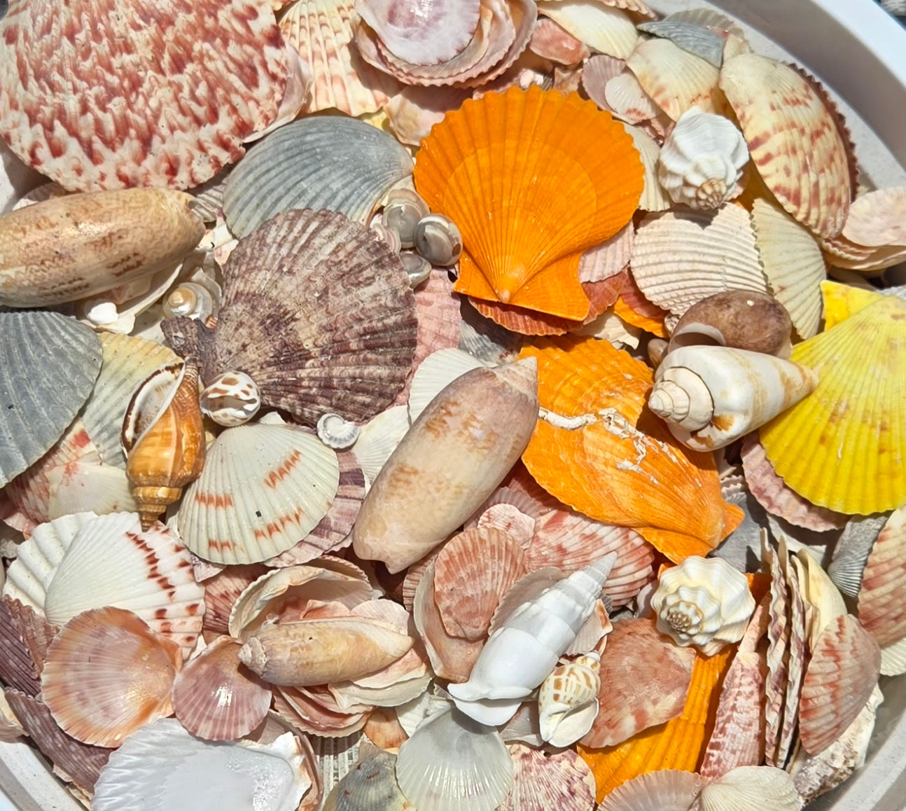 Gulf Shells