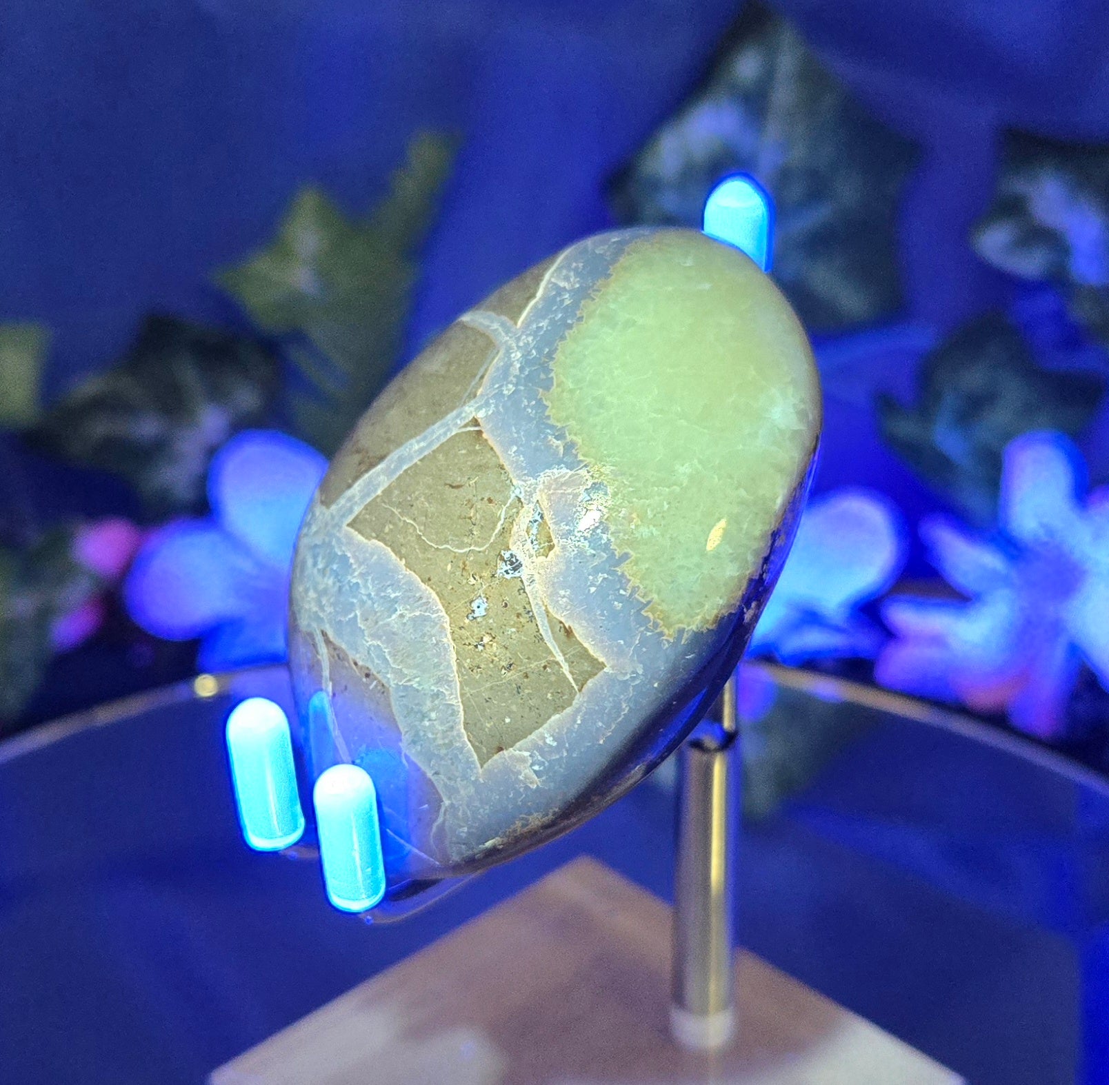 SEPTARIAN PALM STONE