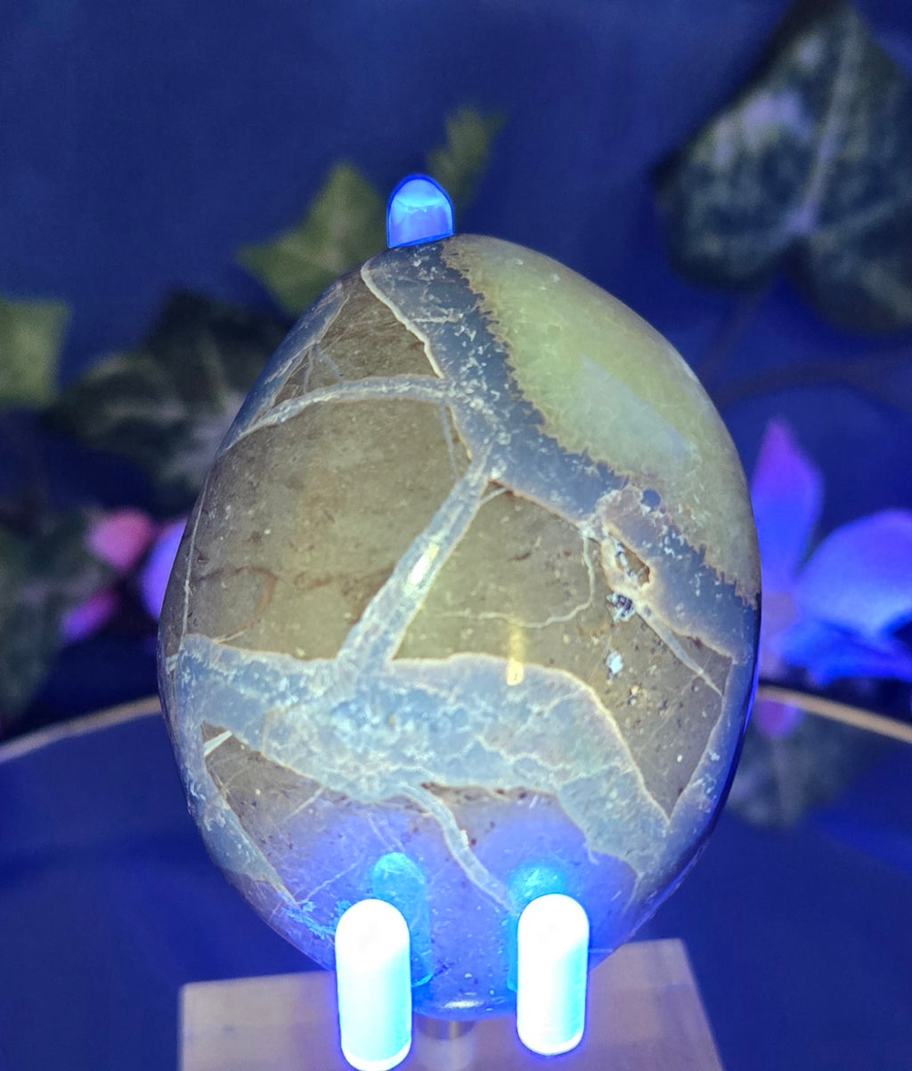 SEPTARIAN PALM STONE
