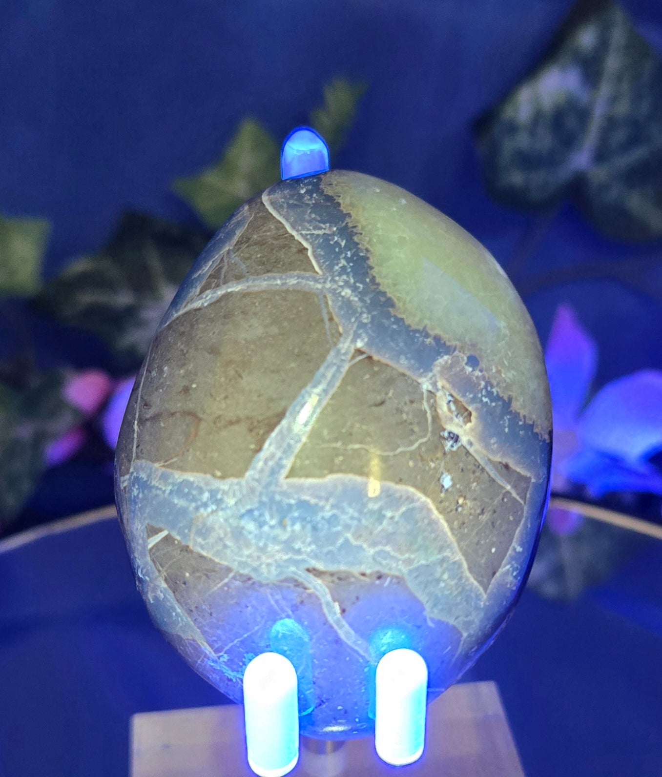 SEPTARIAN PALM STONE