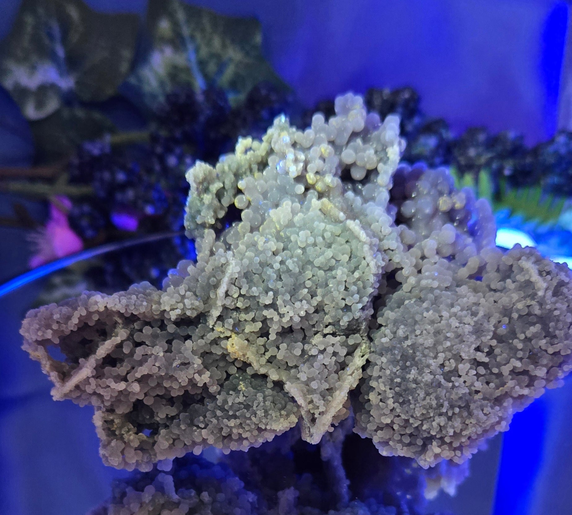 GRAPE AGATE
