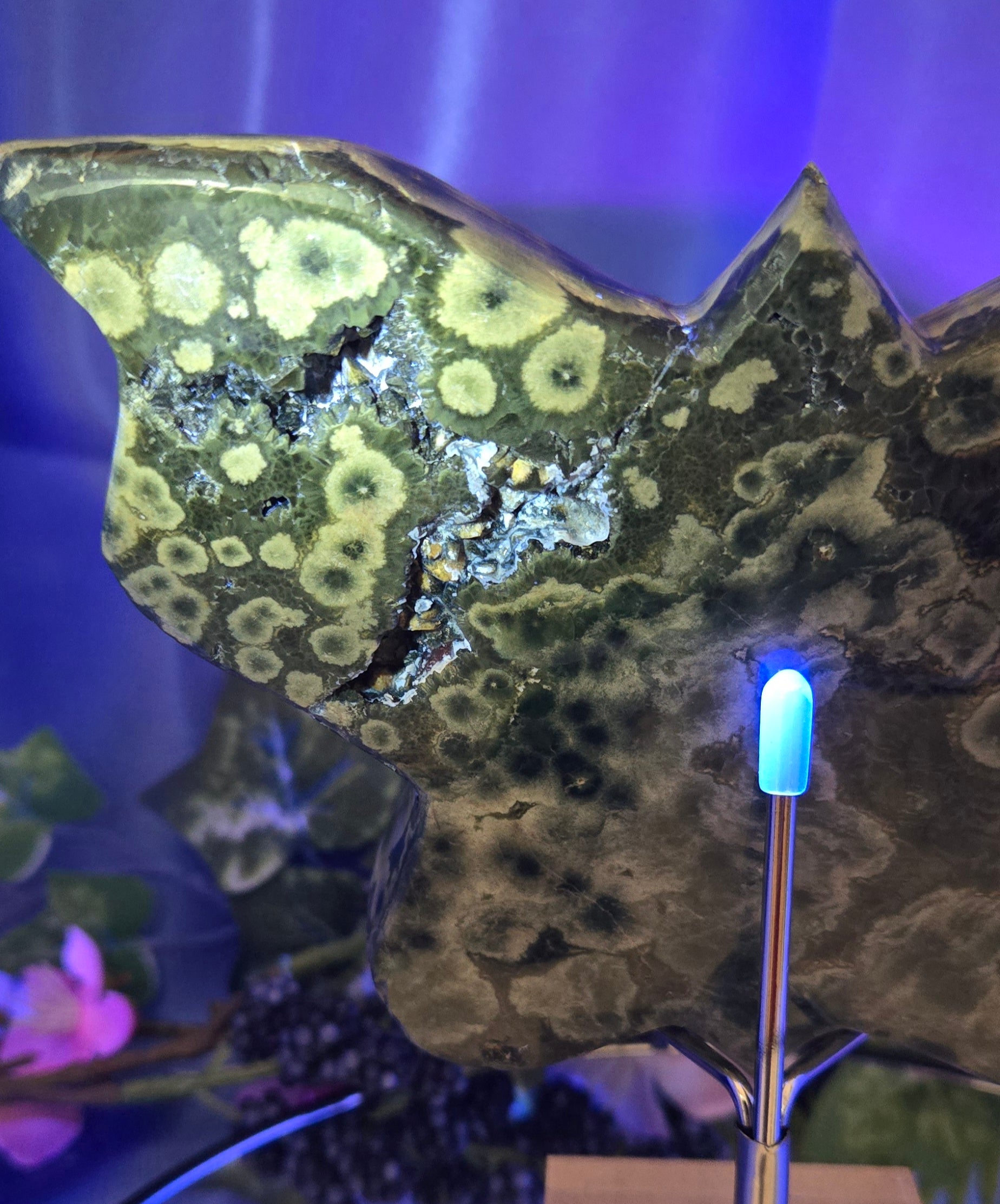 ORBICULAR JASPER AGATE BUTTERFLY