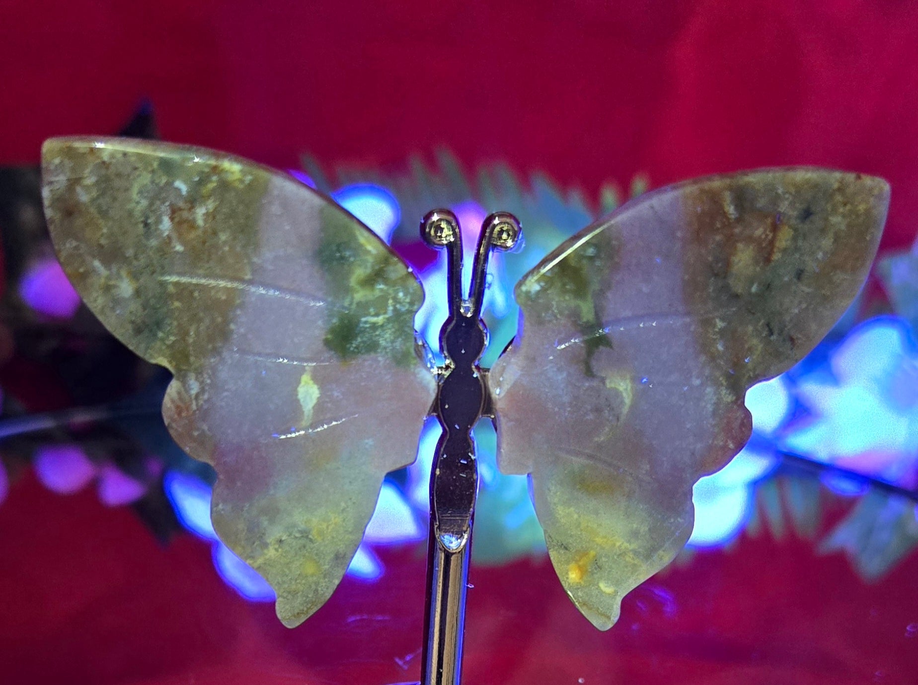 OCEAN JASPER BUTTERFLY
