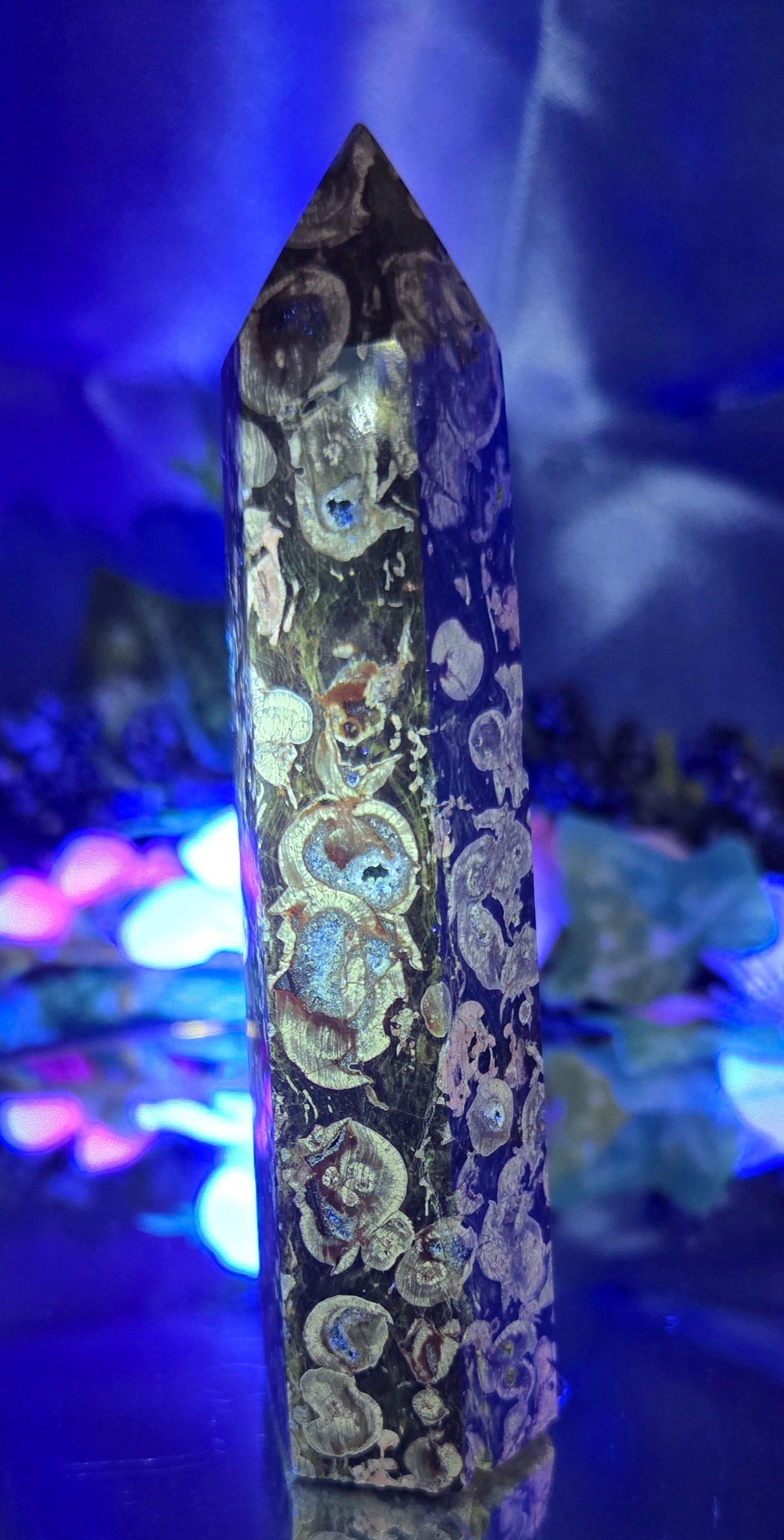 FOSSILIZED STROMBITE