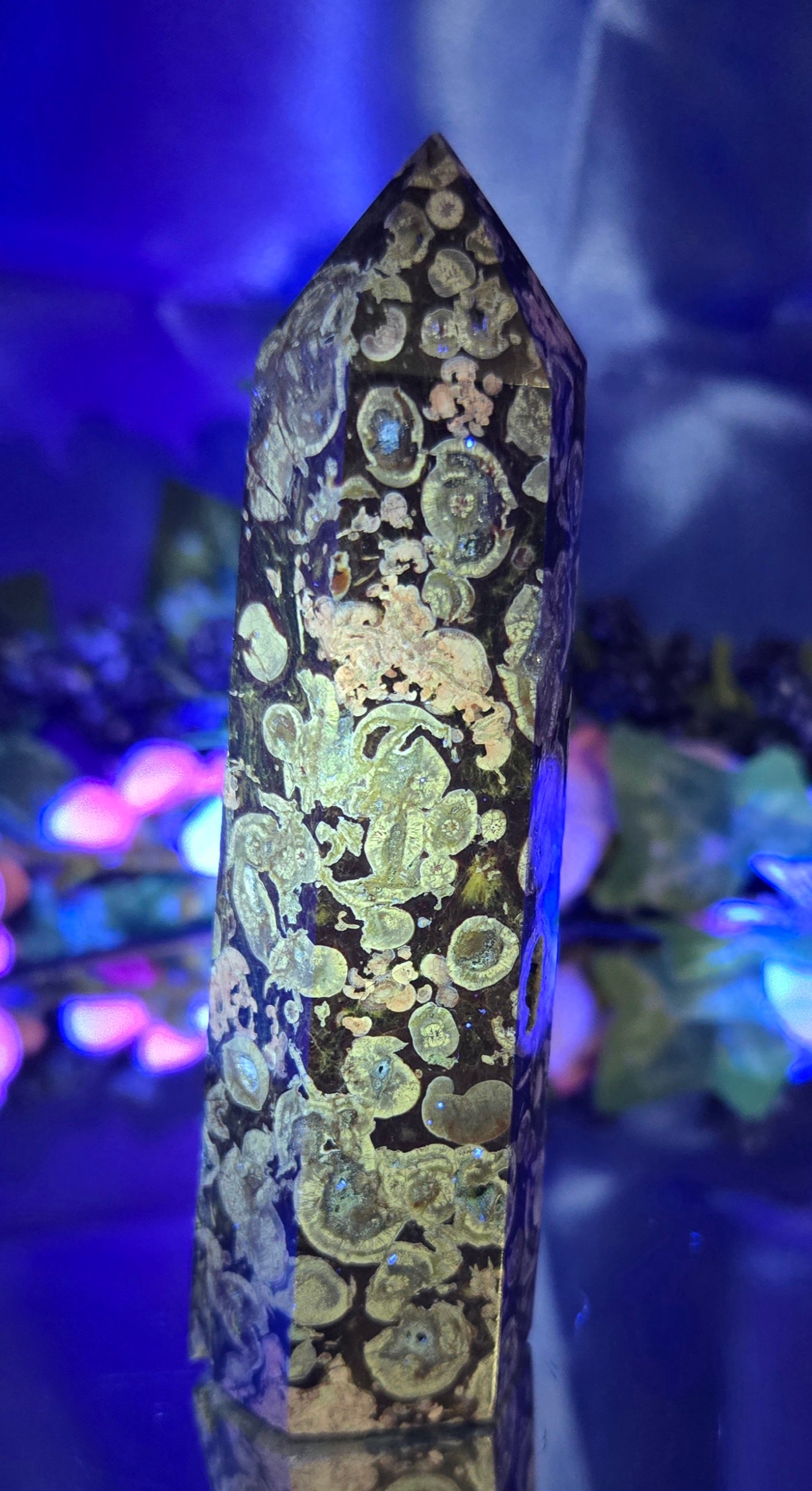 FOSSILIZED STROMBITE