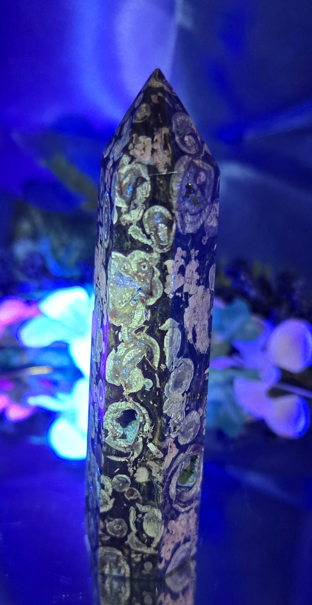 FOSSILIZED STROMBITE