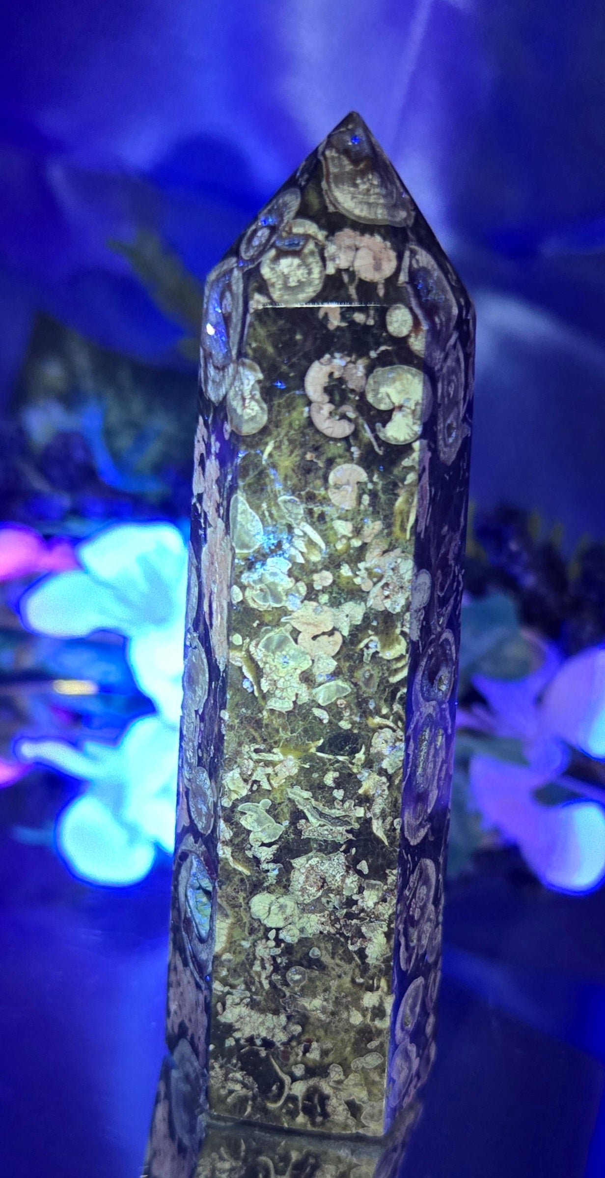 FOSSILIZED STROMBITE