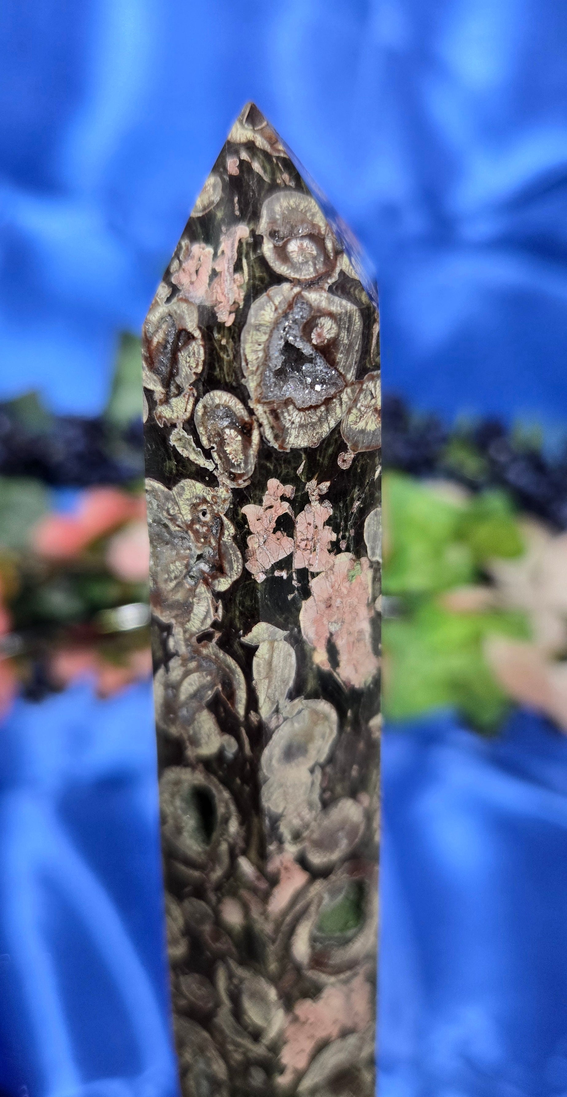 FOSSILIZED STROMBITE