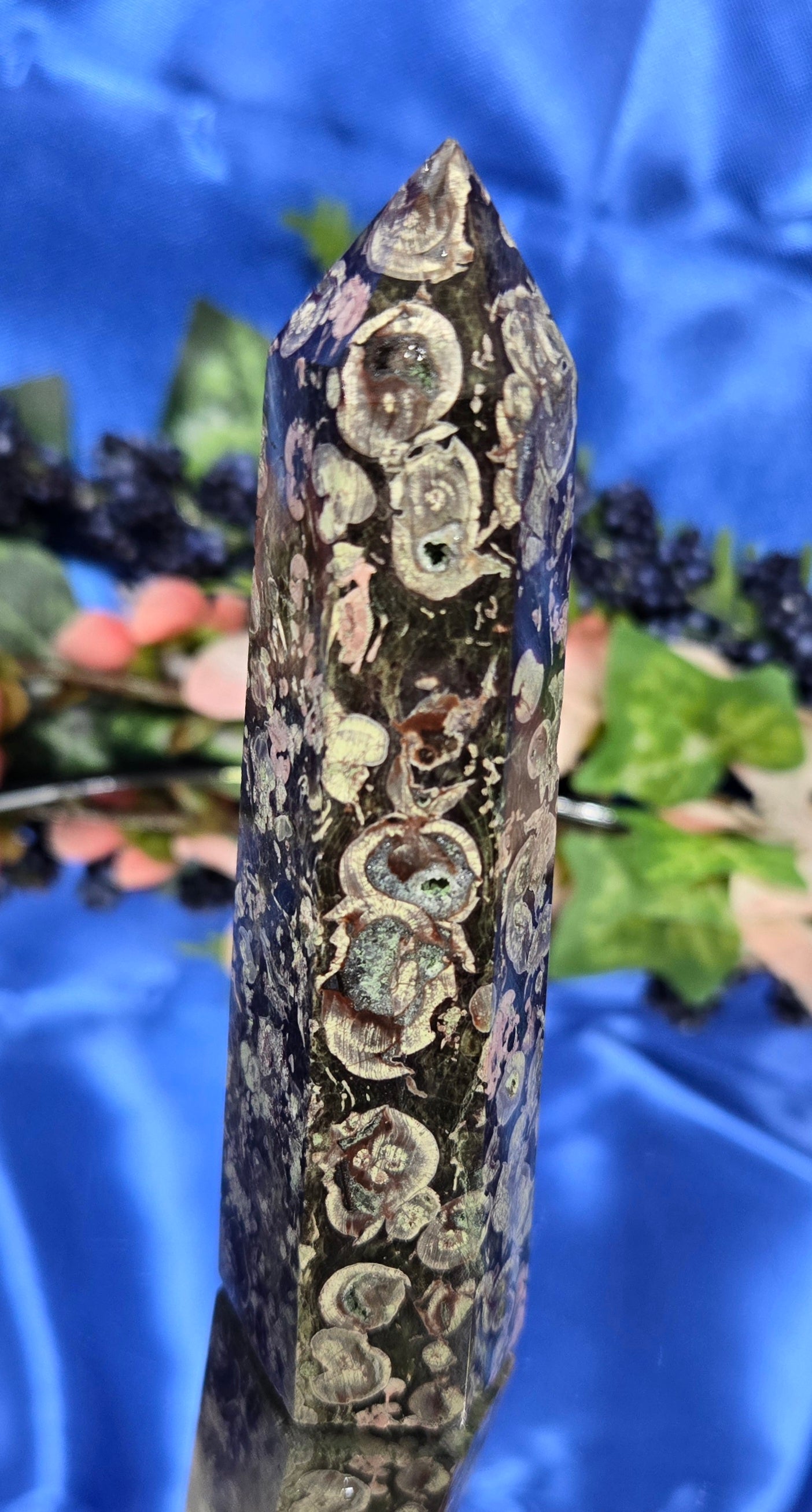 FOSSILIZED STROMBITE