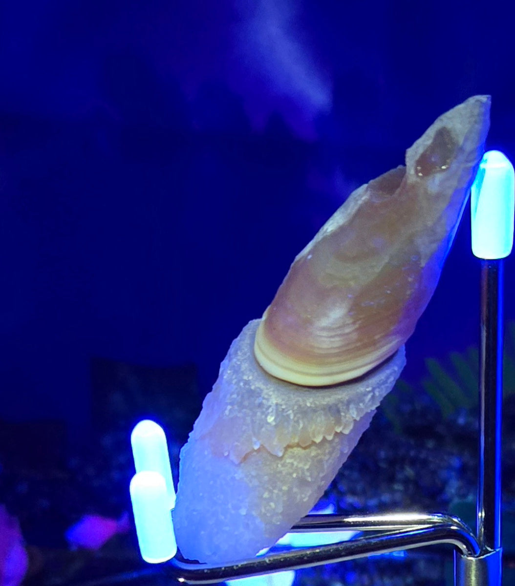GOBI FINGER AGATE