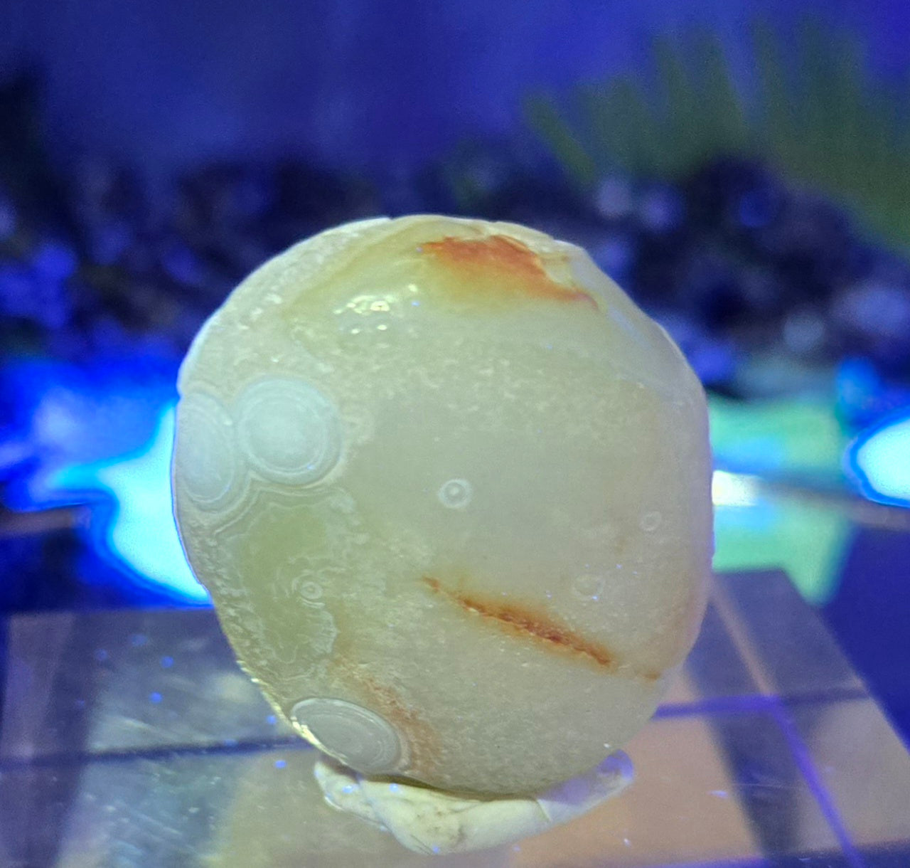 GOBI AGATE