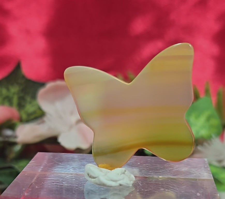 GOLDEN HEALER BUTTERFLY