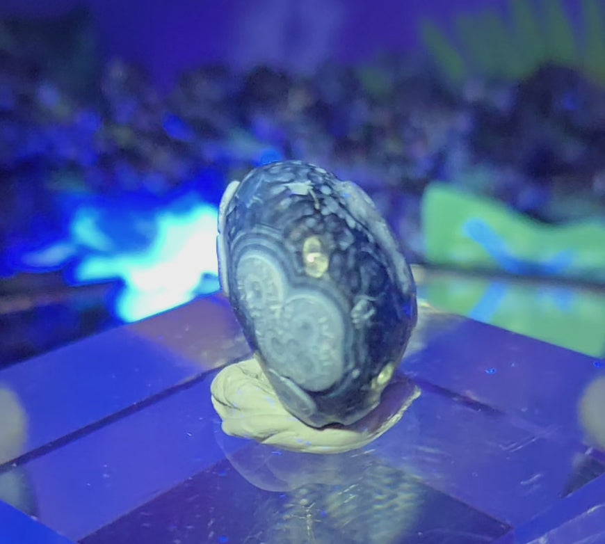 GOBI AGATE