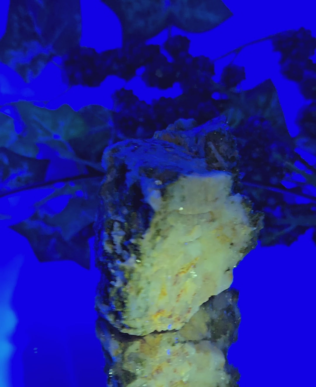 CHRYSOCOLLA