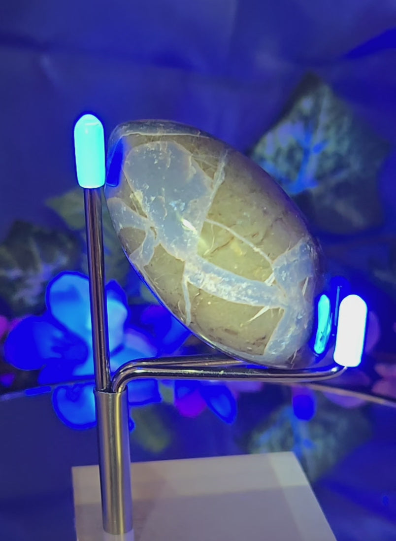 SEPTARIAN PALM STONE