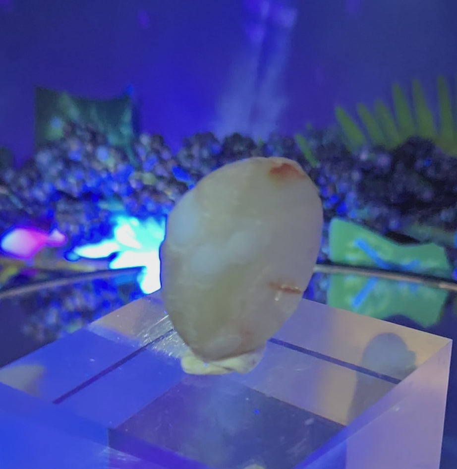 GOBI AGATE