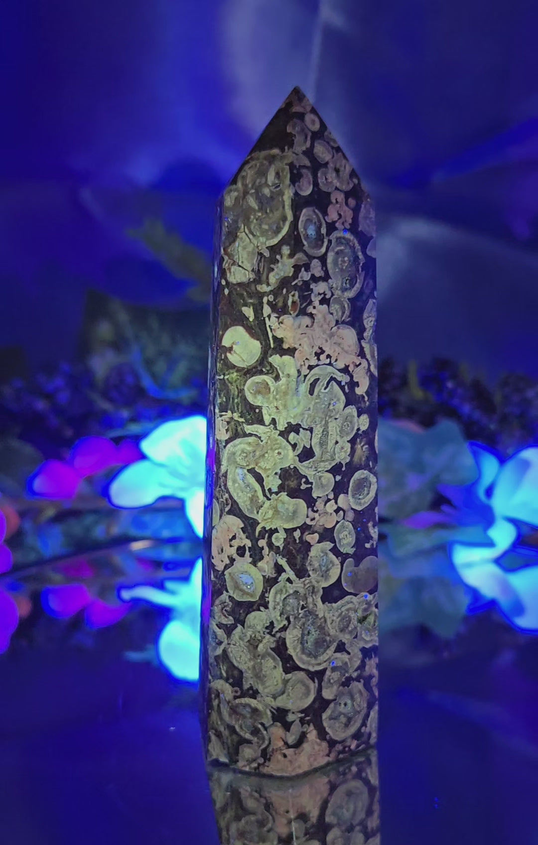FOSSILIZED STROMBITE