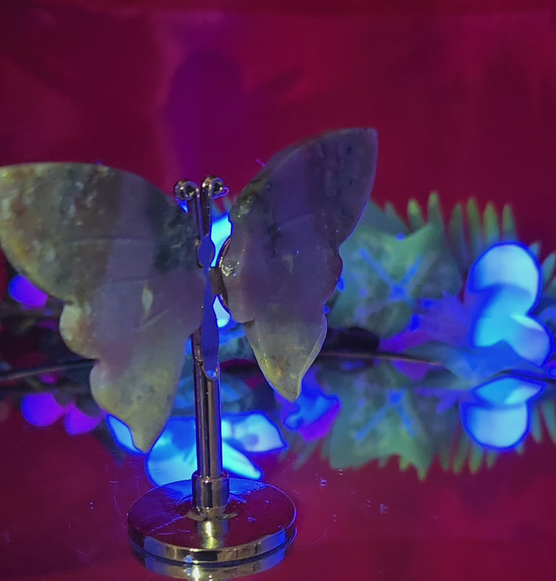 OCEAN JASPER BUTTERFLY