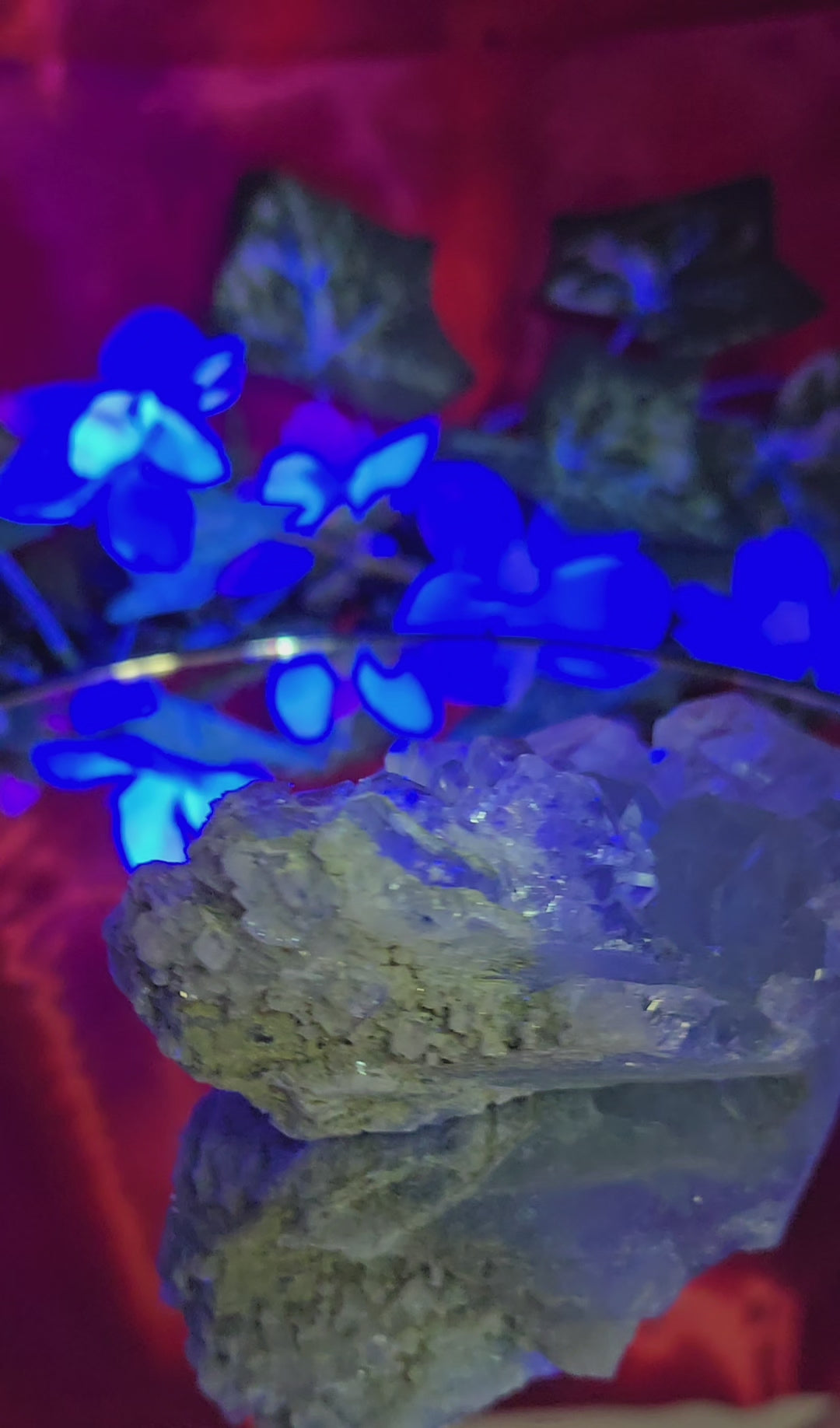 GLASS HXL FLUORITE