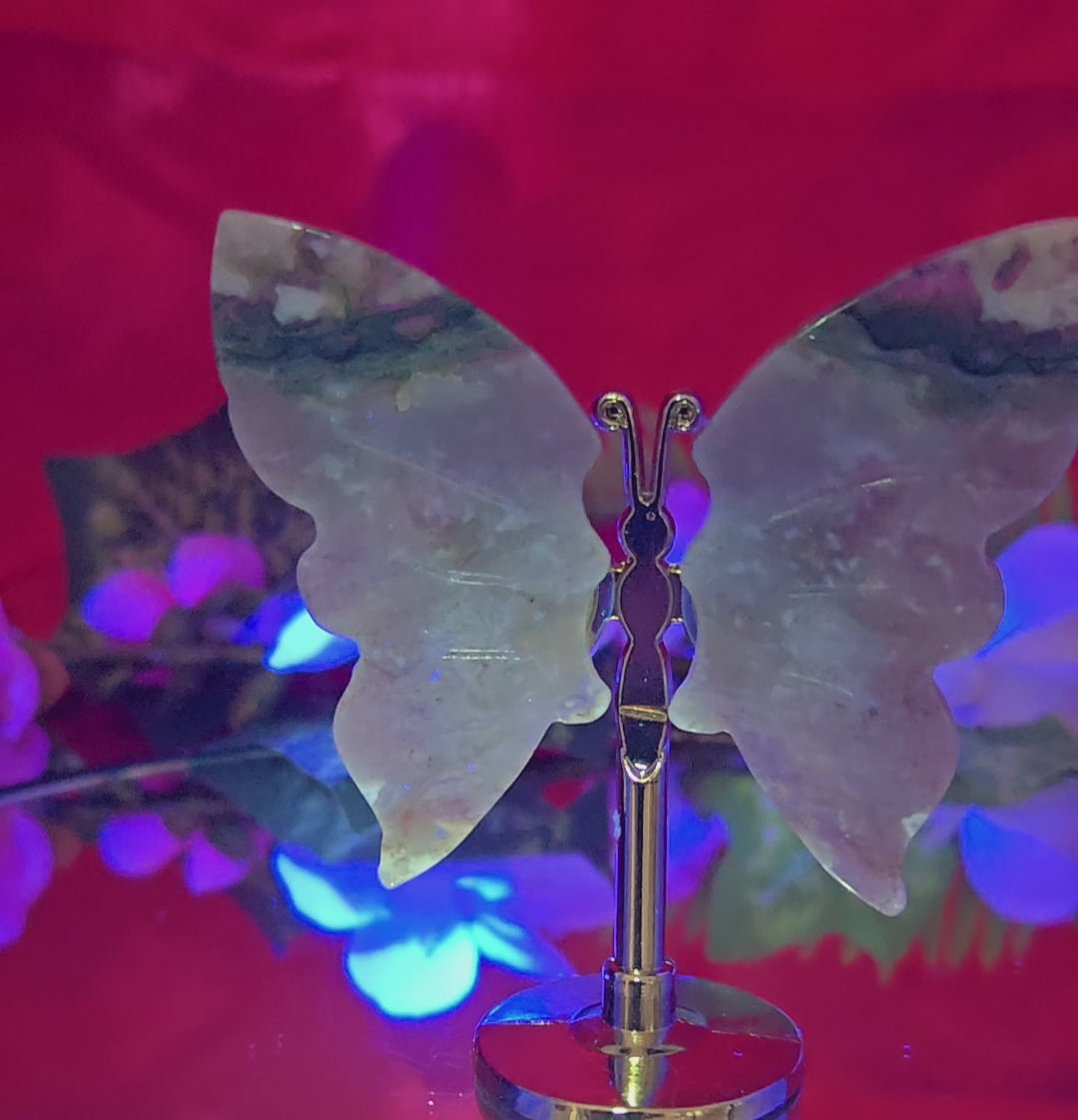 OCEAN JASPER BUTTERFLY