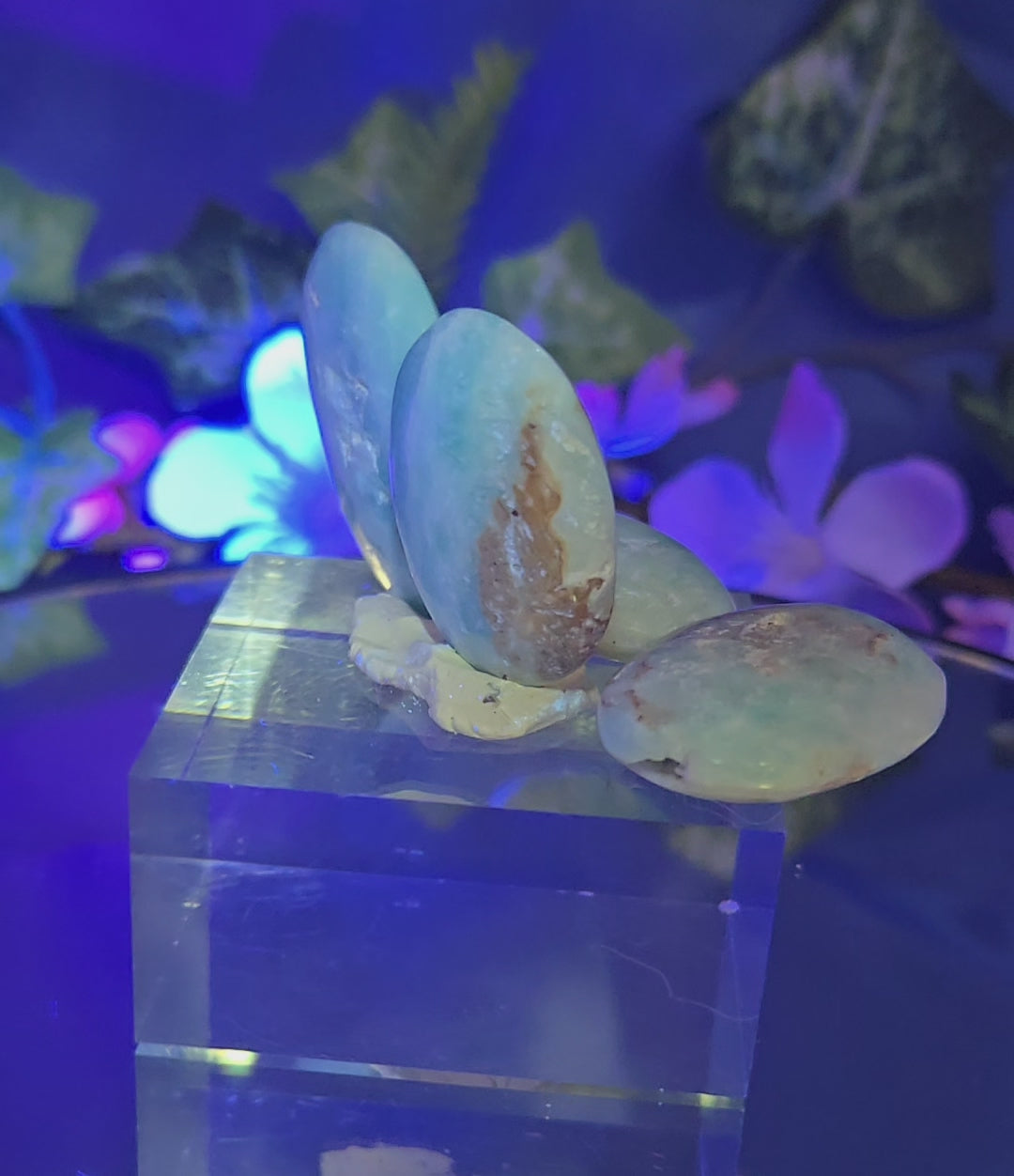 CARIBBEAN CALCITE PALM STONE